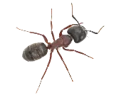 Hi-Tech Express Pest Control LLC photo 3