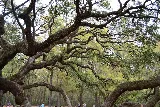 Oak Branch Landscaping photo 8