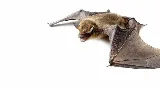 Bats to Rats LLC - Wildlife Control and Prevention