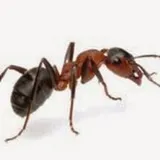 Beeline Pest Control photo 8