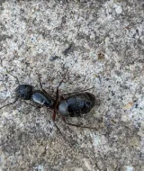 Dragon Pest Control photo 6
