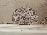 Flatline Pest Control photo 7