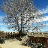 Lopez Cares Landscaping, LLC photo 8