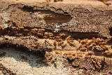 Orkin Canada Pest Control photo 2