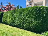 Alljobs Landscaping photo 4
