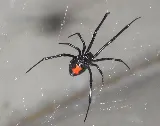 CAD Pest Control photo 2