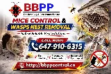 B.B.P.P. Pest Control Vaughan photo 2
