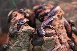 Mug-A-Bug Pest & Termite Control photo 5