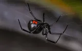 Total Pest Control Fresno photo 6
