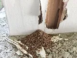CVA Exterminators, Inc. photo 2