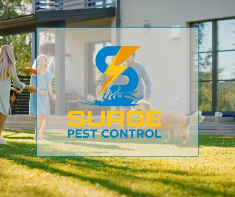 Surge Pest Control in Georgetown