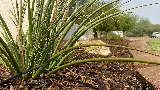 Dawn Till Dusk Landscaping, LLC