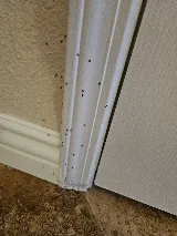 Fast Action Pest Control photo 4