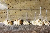 Pest In The City photo 5
