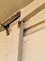 ALL-Out Pest Control photo 6