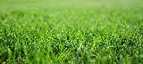 Riley's Complete Lawn Professionals photo 4