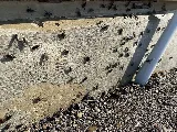 B.B.P.P. Pest Control Vaughan photo 4
