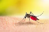 OPC Pest Services - Pest Control & Exterminator, Lexington, KY photo 3