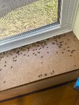Chicago Pests, LLC photo 7
