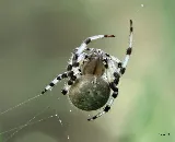 Technica Pest Solutions Calgary photo 5