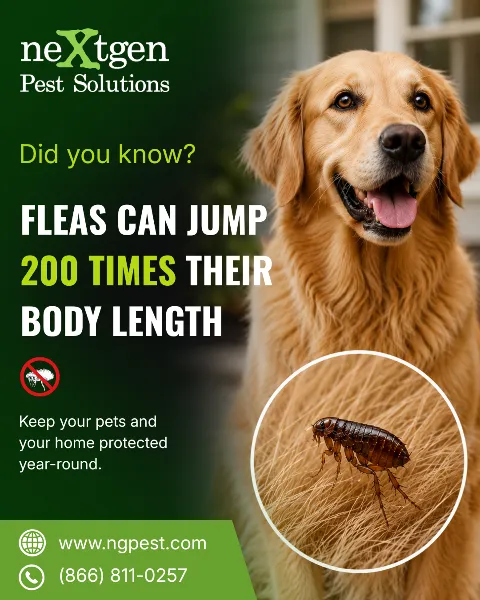 Nextgen Pest Solutions in Alpharetta