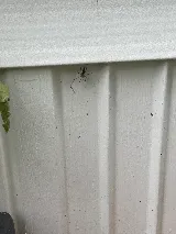 Insight Pest Solutions photo 7