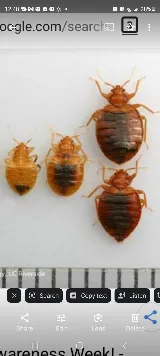 A-1 Bed Bug Heat Remediation photo 5
