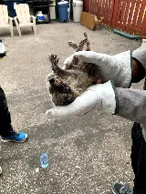 Pestend Pest Control Mississauga photo 5