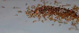 Savior Pest Solutions photo 7