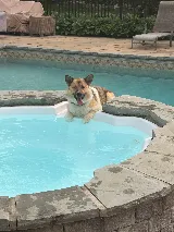 Aquaman Pool & Spa photo 7