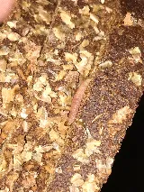 Ikill Pest Control Inc photo 7