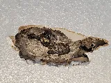 PEST IN PEACE CONTROL SOLUTIONS INC. photo 4