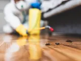 Chase Pest Control photo 5