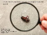 The Killers Pest Control photo 2