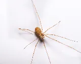 Prosite Pest Control photo 4