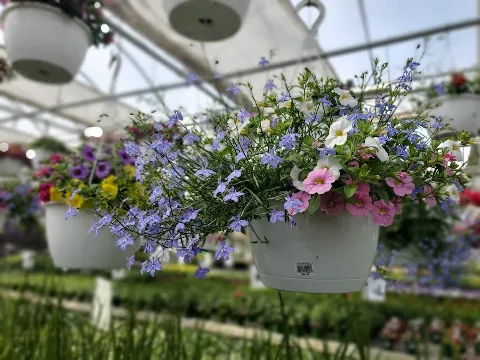Trevisanutto's Greenhouses & Landscape Design photo 1