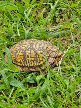 Pyramid Pest Control LLC photo 7