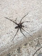 Bugman Pest Control photo 8