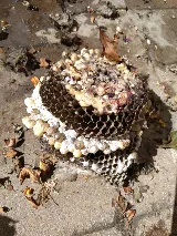 Pestisect Pest Control photo 6