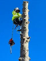 207 Landscaping Tree Service, LLC photo 6