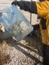 Orkin Canada Pest Control photo 4