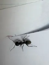 Home-Tite Pest Control & Proofing photo 5