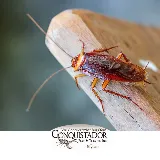 Conquistador Pest & Termite photo 6