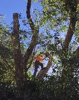 Erik's Tree Service & Brush Clearance photo 7