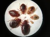 EEEK Pest Control photo 2
