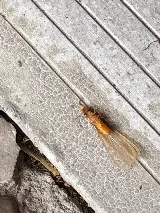 Bug State Pest Control Inc photo 6