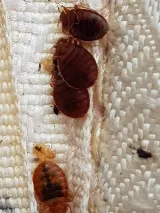 Family Pest And Wildlife photo 4