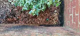 All South Pest Control photo 7