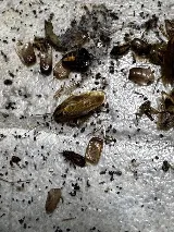 York's Pest Control photo 5