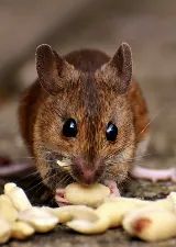 Dr.Pest photo 3